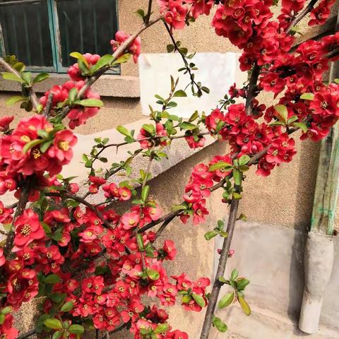 春风飞进了青农大莱阳分校（第一集）