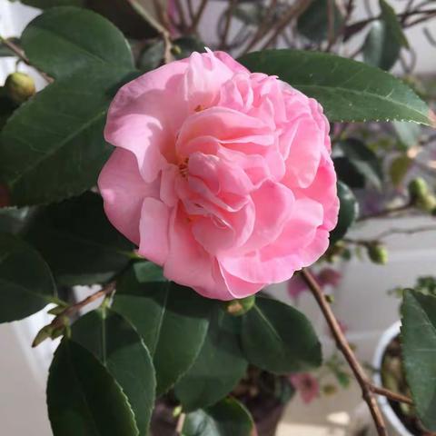 看季节变换里的花儿们____2016摄