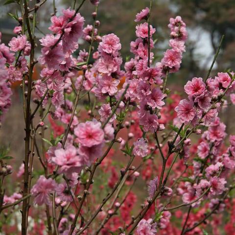 桃花依旧笑春风