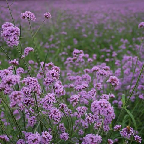 邂逅一场紫色的浪漫