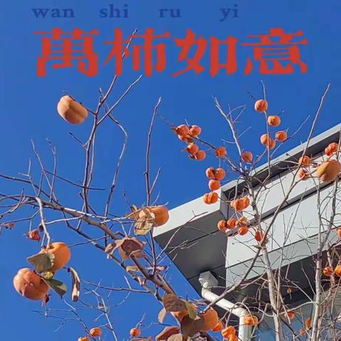 秋日多彩·原来“柿”你