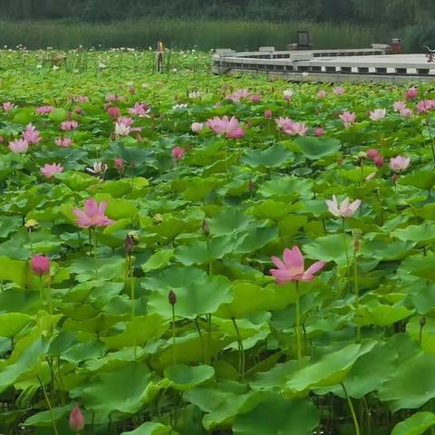 活动招募//户外观察探索活动（夏日赏荷）