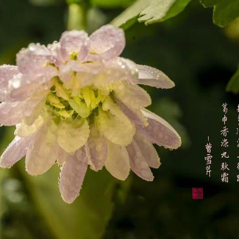 《问菊》秋意渐浓