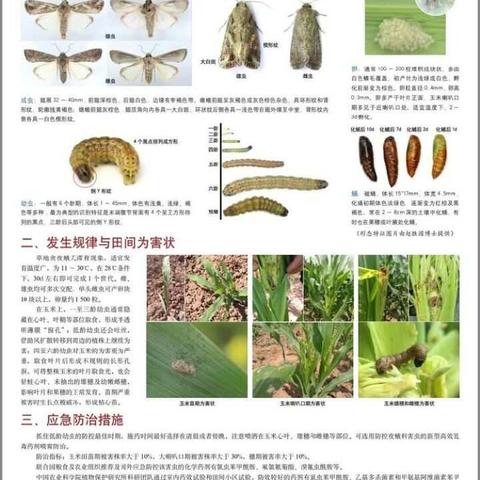 防治草地贪夜蛾迫在眉睫