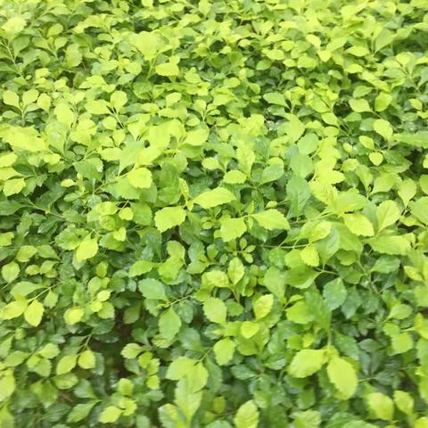 第一课堂出成绩 第二课堂展风采 期末再站新高度