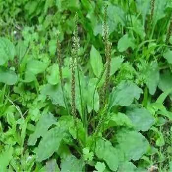 养生茶馆                        车前草