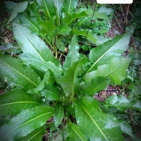 养生茶馆～野菠菜的功效及家常吃法