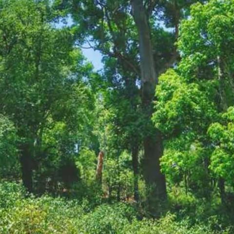 景迈山，万亩古茶林，普洱茶盛产地。