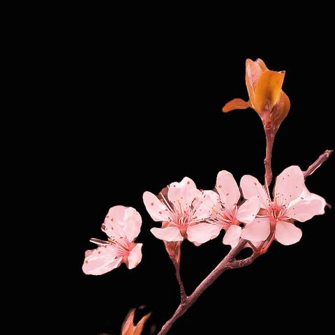 手机拍摄,"樱桃李,”又叫紫叶李”