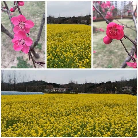 师德师风树榜样 网络教学争模范——草店镇王子城网络教学纪实