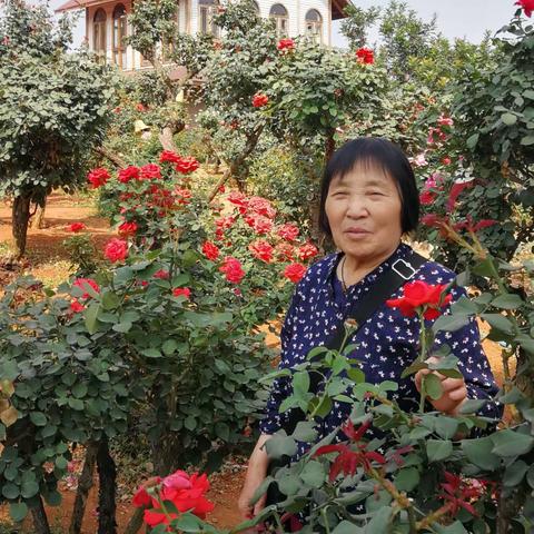 春游花的海洋云南