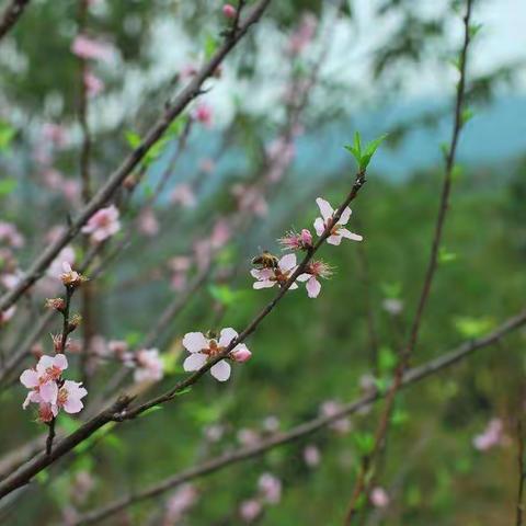 醉书香，最民三