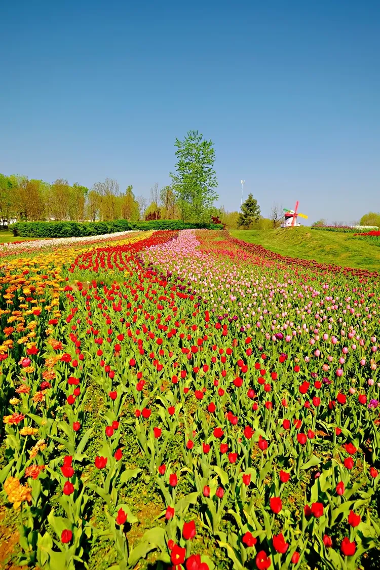 北京国际鲜花港