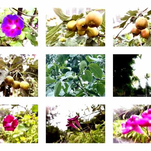 【江城艺苑】岁月如花，笑看花开。