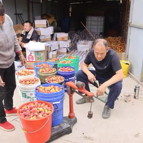 【沁县融媒】乡村行·看振兴 | 梅杏飘香富农家 直播带火走马岭
