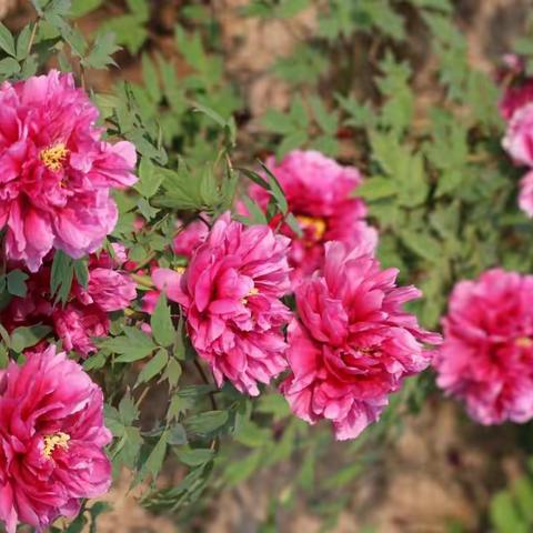 牡丹花开