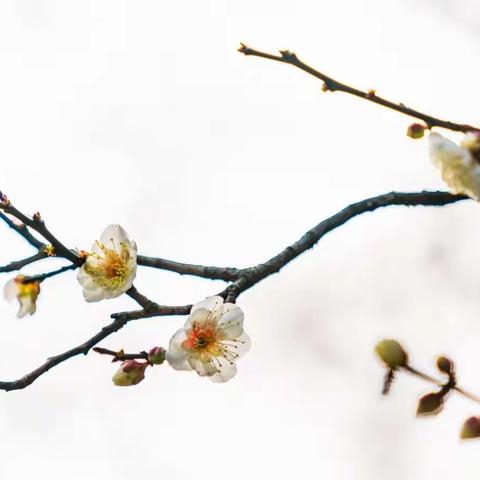 百花齐放  百家争鸣——记安陵镇中心小学教育集团一年级语文组第八单元集体备课活动