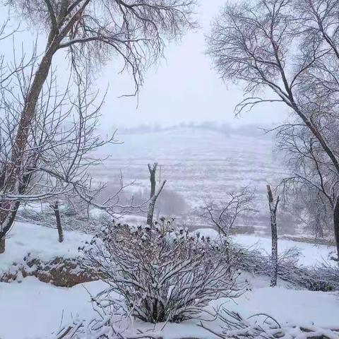 【见闻随笔8】喜降春雪