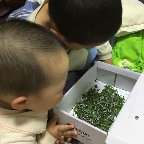 我给蚕宝宝做新家