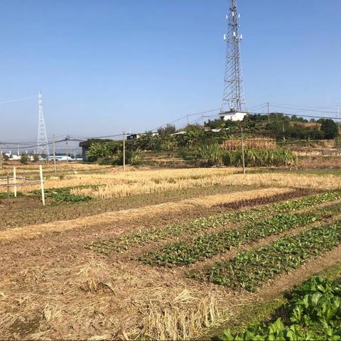 爱在冬日 拥抱暖阳一一峦城镇中心幼儿园小班组冬游活动记事