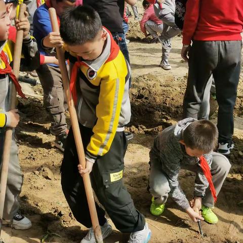 落实“五育”并举，促进学生全面发展———黄河路小学开展劳动种植实践活动