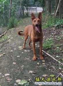 忠犬火红