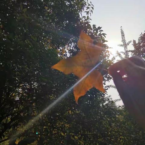 发现树叶之美------孟州幼儿园小班社会实践活动