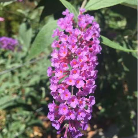 花丛林间的漫游日，叫不出名的🌼只为赏心悦目！