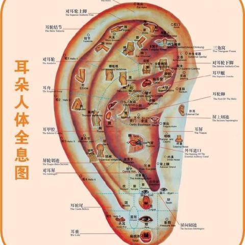 且看【耳穴压豆】如何治疗眩晕