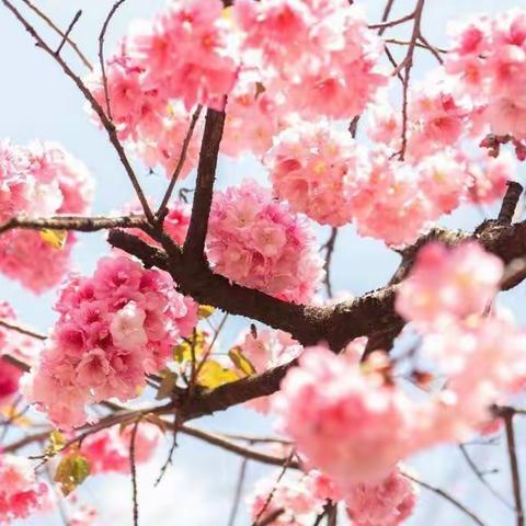 抗疫肩并肩，教研手牵手—西安市第八十三中学生物组“停课不停学”工作纪实