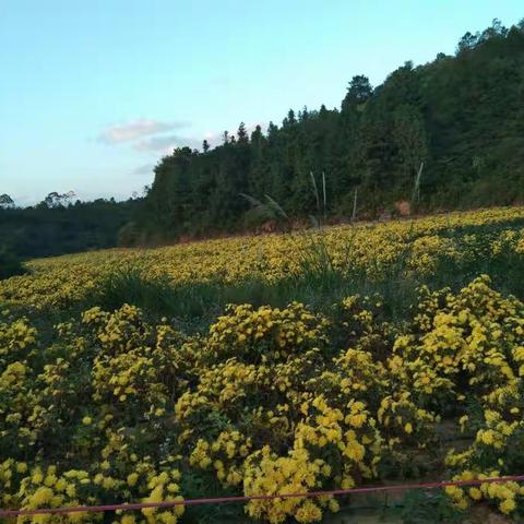 佗城东瑶赏金丝菊