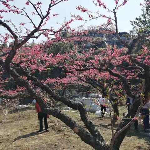 上坪赏花之旅