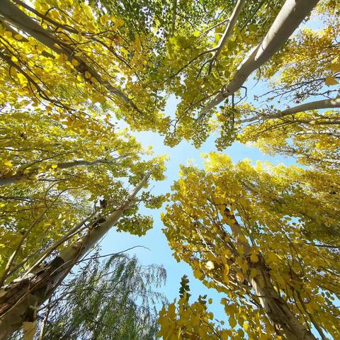 五彩斑斓的金昌秋景