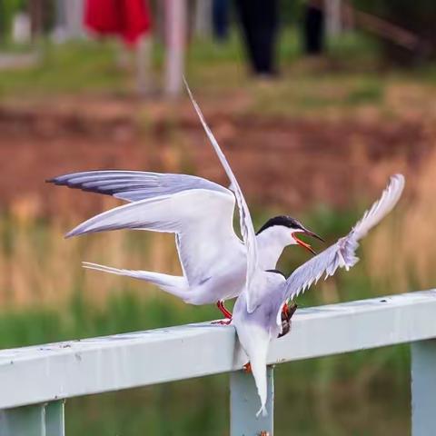 燕鸥的夺鱼之战