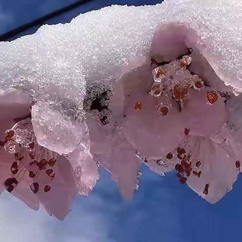 桃花雪／孤独的鹰