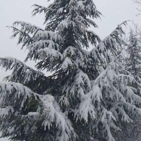 一场大雪，整个城内纯洁而又安静