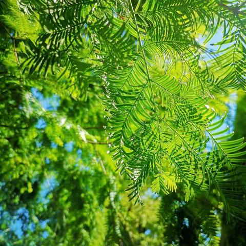 泰山玉泉禅寺十一游