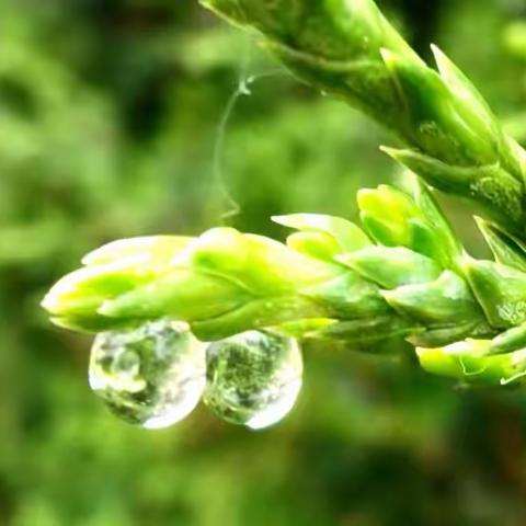 七律·春雨喜吟