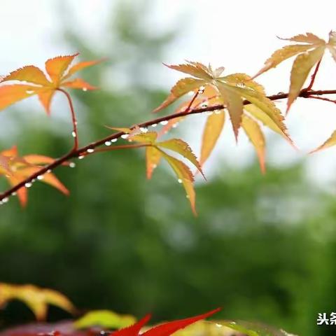 “红色平川•每日一联”   2022年10月28日出句：  最是缠绵秋露冷【平川马壮】