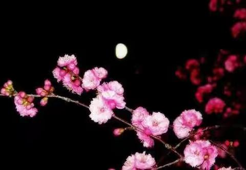 “红色平川·每日一联” 11月10日出句  天寒新起飞花令【平川郁映辉】