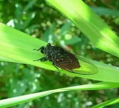 “红色平川·每日一联”2022年8月23日出句:  渐远蝉声悲出暑【李青松】