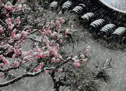 “红色平川·每日一联”2022年11月28日出句:  冷落残红孤斗雪【平川郁映辉】