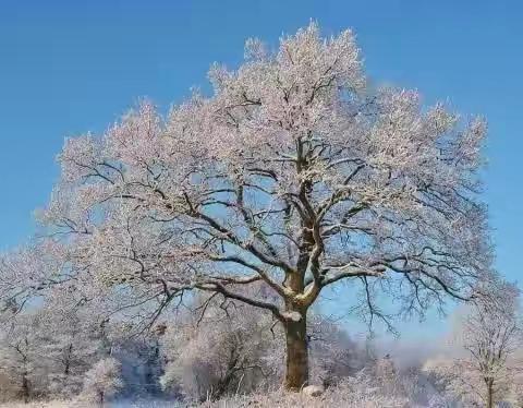 “红色平川·每日一联”2022年11月22日联评  出句：晓霜玉树玲珑月【平川王德育】