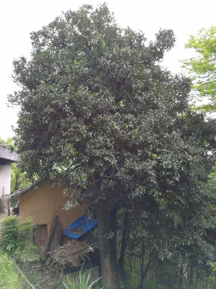 据说八百年苦丁茶树👍