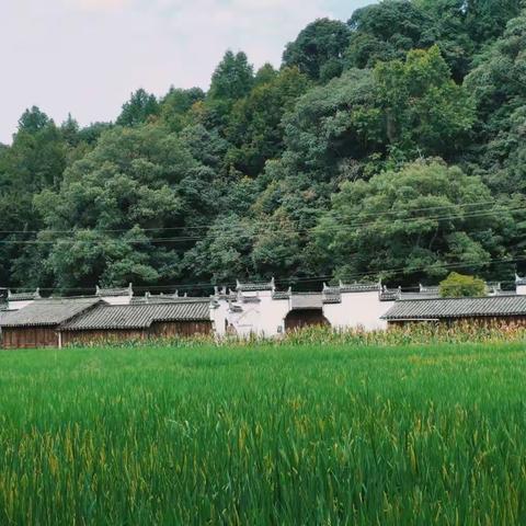 夏日婺源