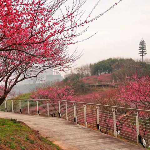 红梅花开正逢春