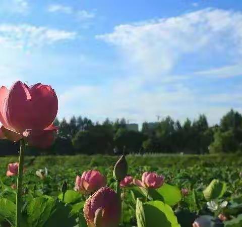 方正湖一个莲花盛开的地方1740 18 高琦