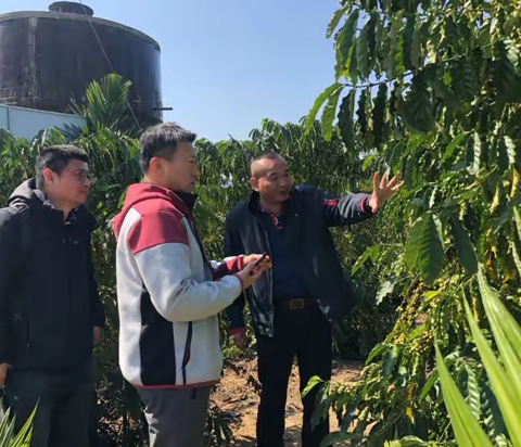 张海涛一行到海垦大丰咖啡产业集团考察