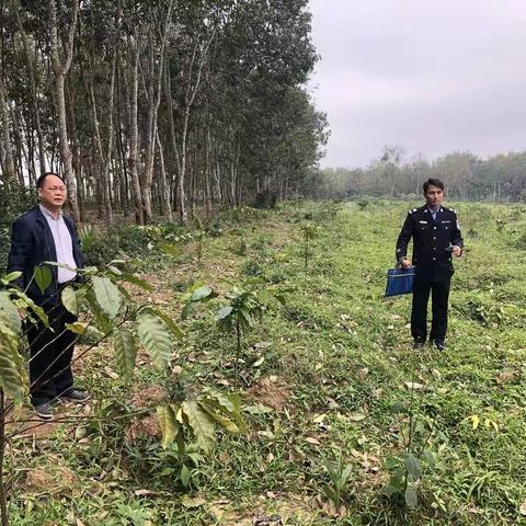 大丰咖啡产业集团联合黎母山镇司法所开展清理非法占地种植农作物行动