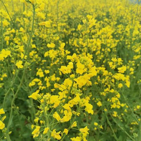 百亩庭中半是苔，桃花净尽菜花开--胡家窑村集体产业油菜籽丰收在即